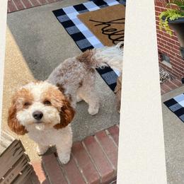Goldendoodles and Labradoodles from Blackberry Hill Doodles