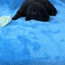 Teal color Collar - Bi-color female German Shepherd puppy in Louisville, Ohio from Crooked River German Shepherds
