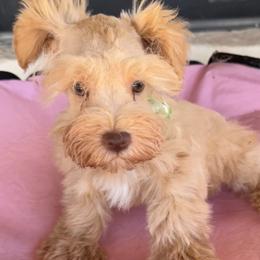 Lil bit of Ginger - Wheaten female Miniature Schnauzer puppy in Groesbeck, Texas from Ranch 4M