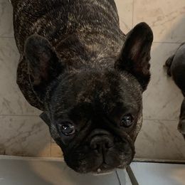 French Bulldogs from Sandie’s Texas Frenchie’s