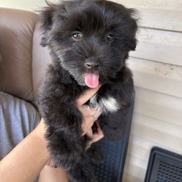 Girl 1 - Black female Havanese puppy in Danville, Alabama from Candy Cross' Havanese and Miniature Poodles
