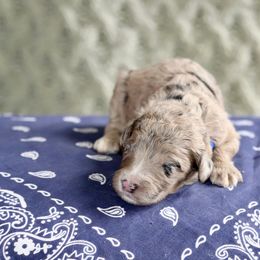 Billy the Kid (royal blue collar) - Merle male Sheepadoodle puppy in Mouth Of Wilson, Virginia from HoneyBunn Doodle Co.