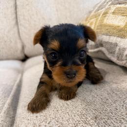 Miss St. Moritz - Blue and gold female Yorkshire Terrier puppy in Queens, New York from The Dior Line