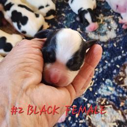 Daisy - Black and white female English Springer Spaniel puppy in Craig, Nebraska from Fur & Feathers Kennel