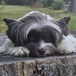 Blazhe - Biewer Terrier