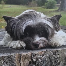 Blazhe - Biewer Terrier