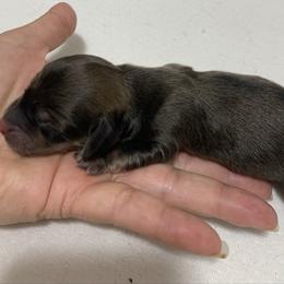 Shaded  cream male longhair - Cream male Dachshund puppy in Bethany, Connecticut from Mardox Dachshunds