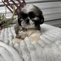 AKC Daisy - Red and white female Shih Tzu puppy in Elgin, South Carolina from Silver Bells Paw Prints
