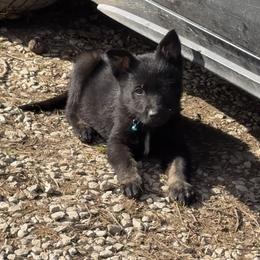 Michael - Bi-color male German Shepherd puppy in Livingston, Kentucky from Illyria Dox & GSD