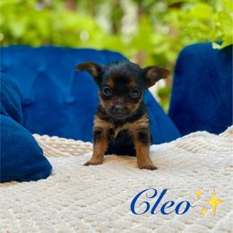 Yorkshire Terrier Puppies from Celestial Family Terriers (Yooper Yorkies)