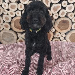 Izzy - Poodle