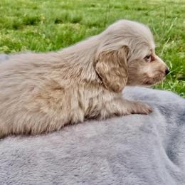 2 Little Hoss - Cream male Dachshund puppy in Visalia, California from DachGraston Dachshunds