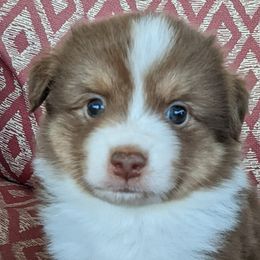Miniature Australian Shepherds from Moran Acres Miniature Australian Shepherds