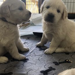 Golden Retriever Puppies from Reel Ridge Farm