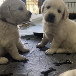 Golden Retriever Puppies from Reel Ridge Farm