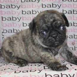 Pug Puppies from darNpugz