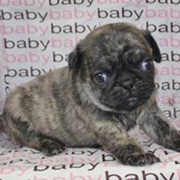 Pug Puppies from darNpugz