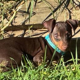 Light Blue Collar Male - Chocolate and rust male Miniature Pinscher puppy in Wayland, Michigan from DeLeeuw Family Miniature Pinschers