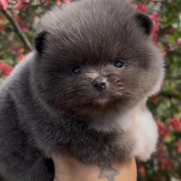 Pomeranian Puppies from Cascade Pomeranians
