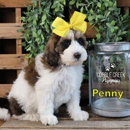 Penny - Brown and white female Bernedoodle puppy in Heyworth, Illinois from Cobble Creek Puppies