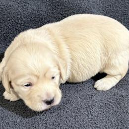 Channing - Cream female Dachshund puppy in Little Rock, Arkansas from Divine Doxies