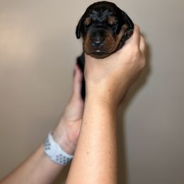 Doberman Pinscher Puppies from Ludic Kennels