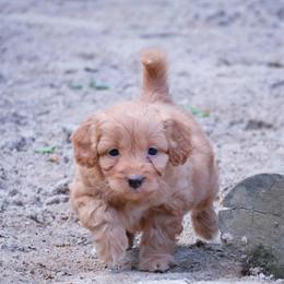 Doobie - Apricot male Aussiedoodle puppy in Central Islip, New York from Fifth Avenue Australian Shepherds