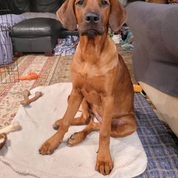 Rhodesian Ridgeback Puppies from Supernova Ridgebacks