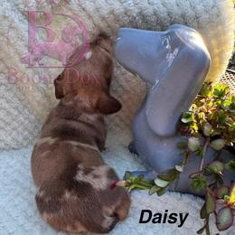 Daisey - Dapple female Dachshund puppy in Lexington, Oklahoma from BooneDox Miniature Dachshunds