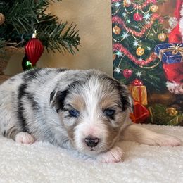 Girl 1 - Miniature Australian Shepherd puppy from L Bar W Aussie Ranch