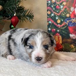 Girl 1 - Miniature Australian Shepherd puppy from L Bar W Aussie Ranch