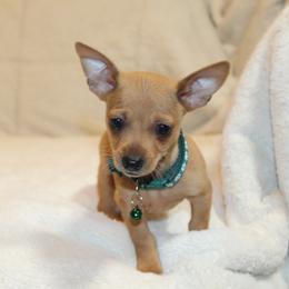 Spencer - Red male Chihuahua puppy in Willamina, Oregon from Cherished Chihuahuas