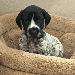 Blue Boy - Black and white male German Shorthaired Pointer puppy in Dearborn, Missouri from Hardwood Kennels
