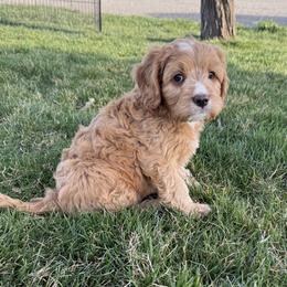 Cosmo - Red male Cavapoo puppy in Malad City, Idaho from FreckledCowgirlPuppies