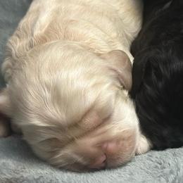 Brown - Buff male Cocker Spaniel puppy in Hayward, California from Villa Coco