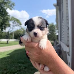Pink - Black and tan female Pembroke Welsh Corgi puppy in Saint Paris, Ohio from Lee Farm