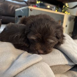 Havanese Puppies from Havanese on the Hill