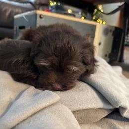Havanese Puppies from Havanese on the Hill