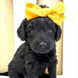 Athena - Black female Goldendoodle puppy in Peoria, Arizona from Cactus Doods