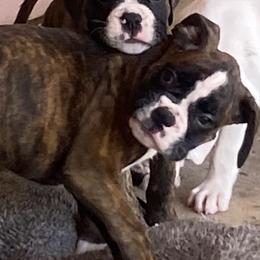 Boxers from Bolivar Boxers