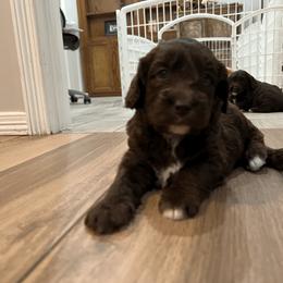 Australian Labradoodle Puppies from QuiSal Labradoodles