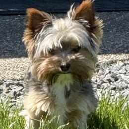 Yorkshire Terriers from Twisted Oak Farms