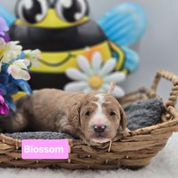 Blossom - Apricot female Goldendoodle puppy in Summerville, South Carolina from Channys Doodles
