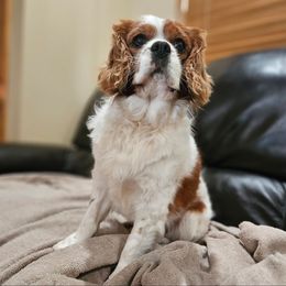 Copper - Cavalier King Charles Spaniel