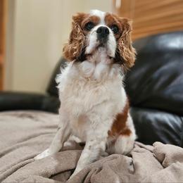 Copper - Cavalier King Charles Spaniel