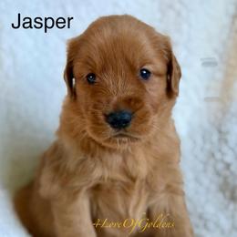Jasper - Dark golden male Golden Retriever puppy in La Verne, California from 4LoveofGoldens