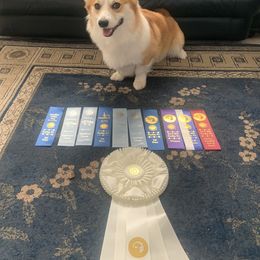 Pembroke Welsh Corgi Puppies from Rain City Corgis
