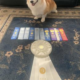 Pembroke Welsh Corgi Puppies from Rain City Corgis