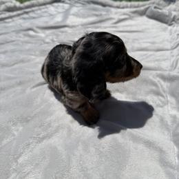Dachshund Puppies from Pretty Dachshunds 661