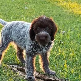 Wirehaired Pointing Griffon Puppies from Bristle Creek Wirehaired Pointing Griffons